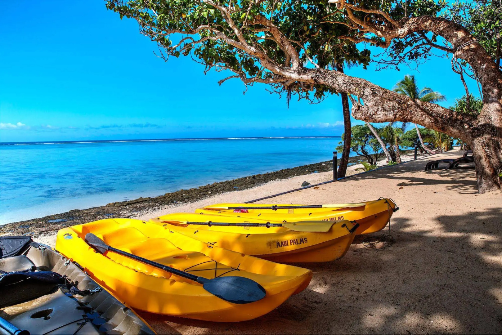 Maui Palms