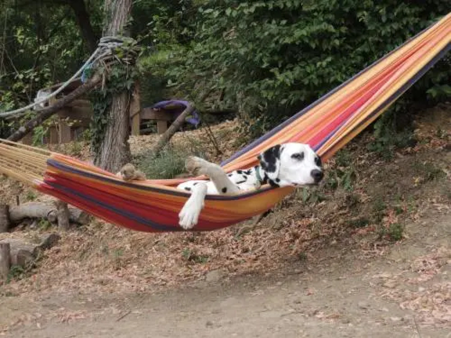 Adrenaline Check Kaki Event Place