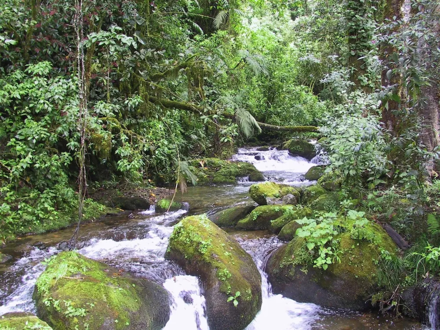 Quetzal Valley Cabins