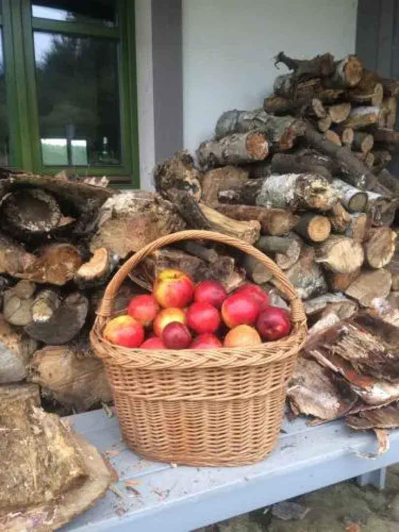 Chamedafne w Puszczy Kampinoskiej