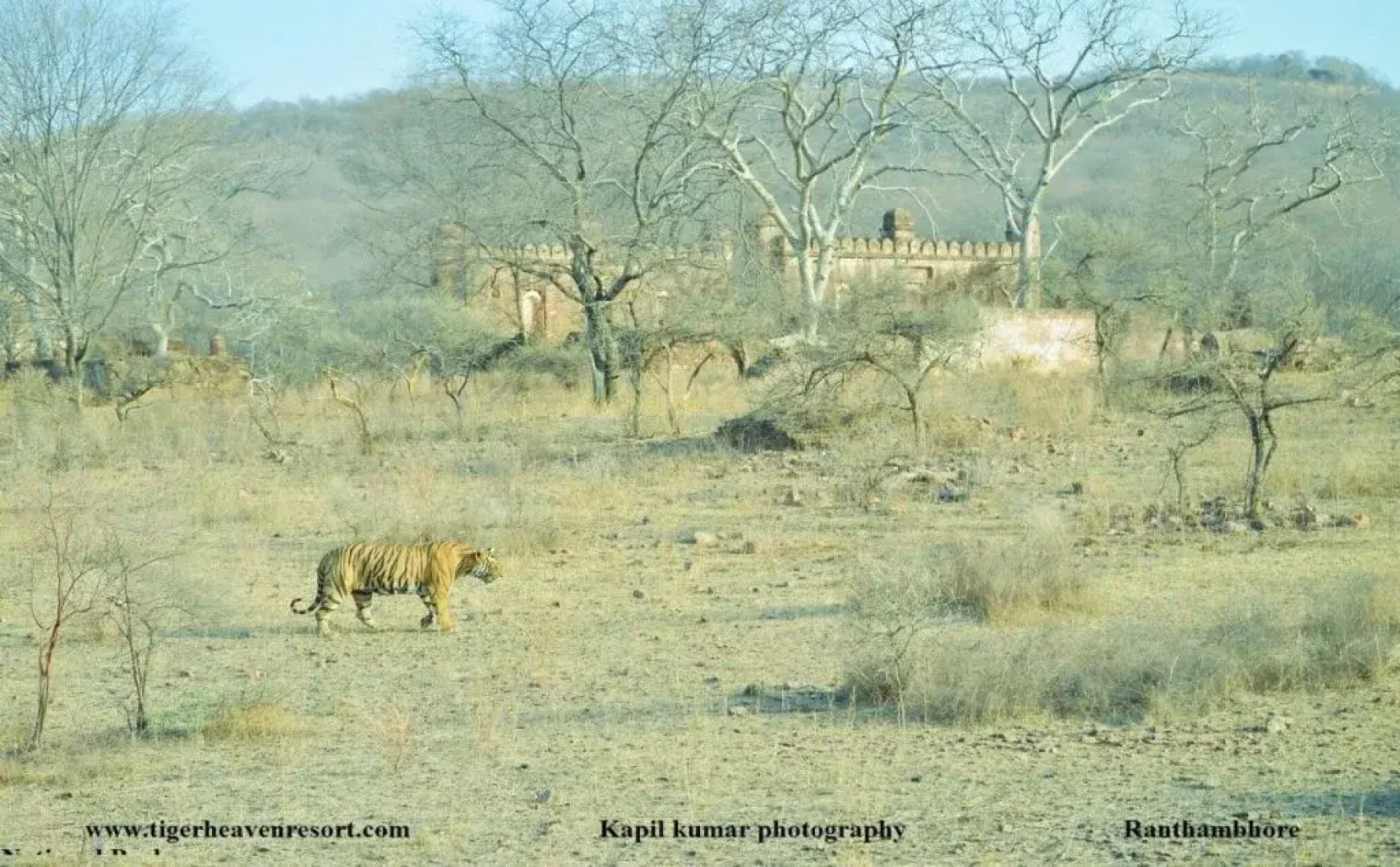 Tiger Heaven Spa & Resorts Ranthambhore