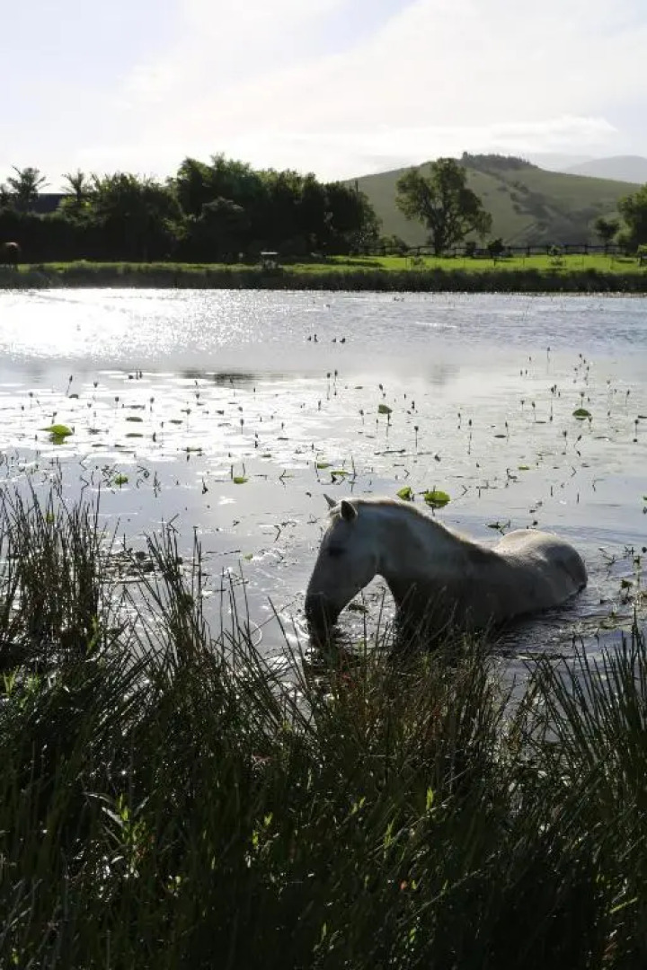 Hakuna Matata Game Farm