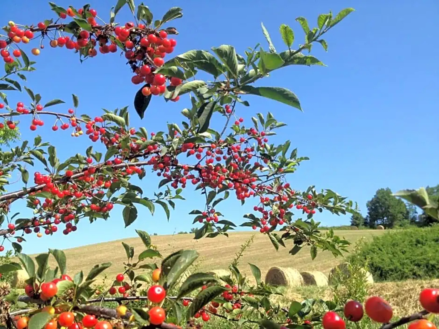 B&B Gli Orti del Trebbia