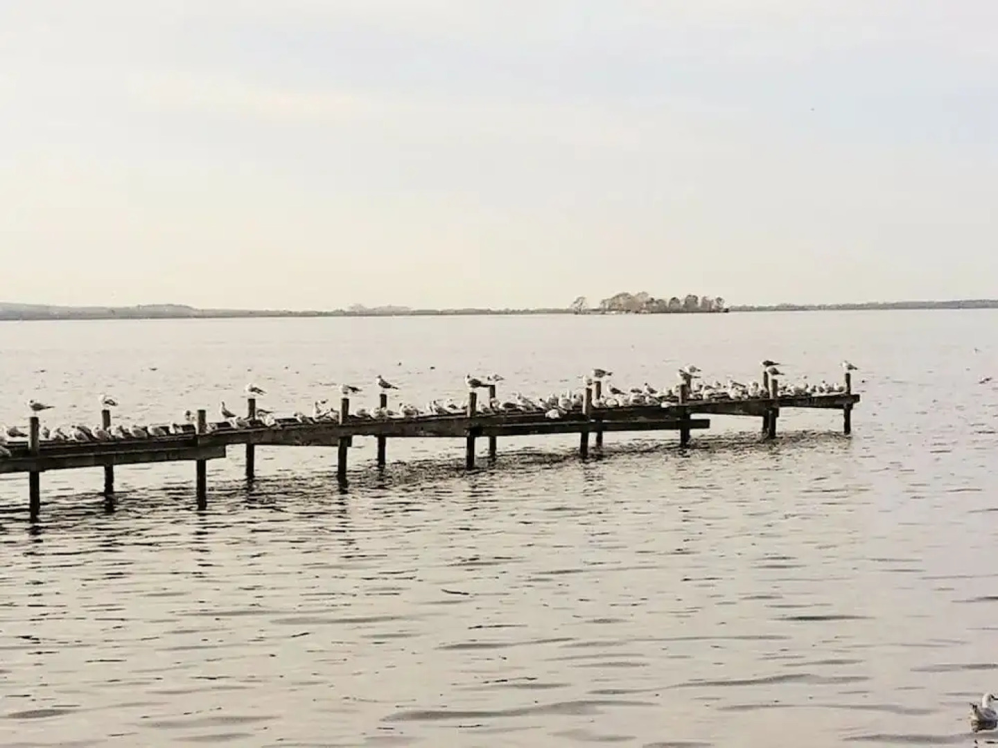 Dornbusch Apartment 1