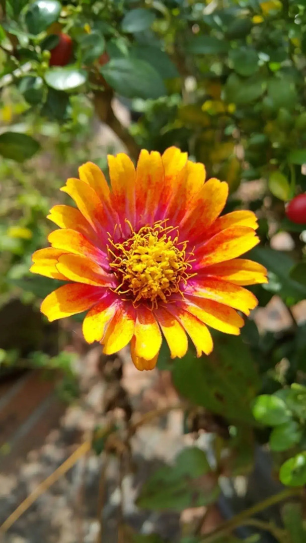 Vila Bunga Merah Gelatik