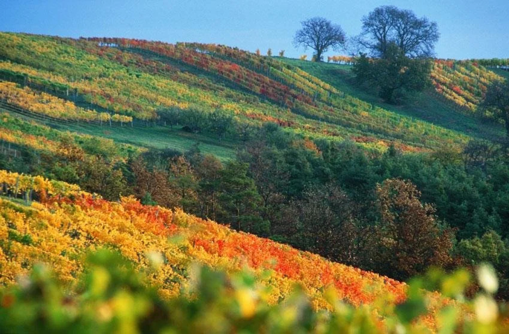 Gasthof Hotel Zum Weinberg