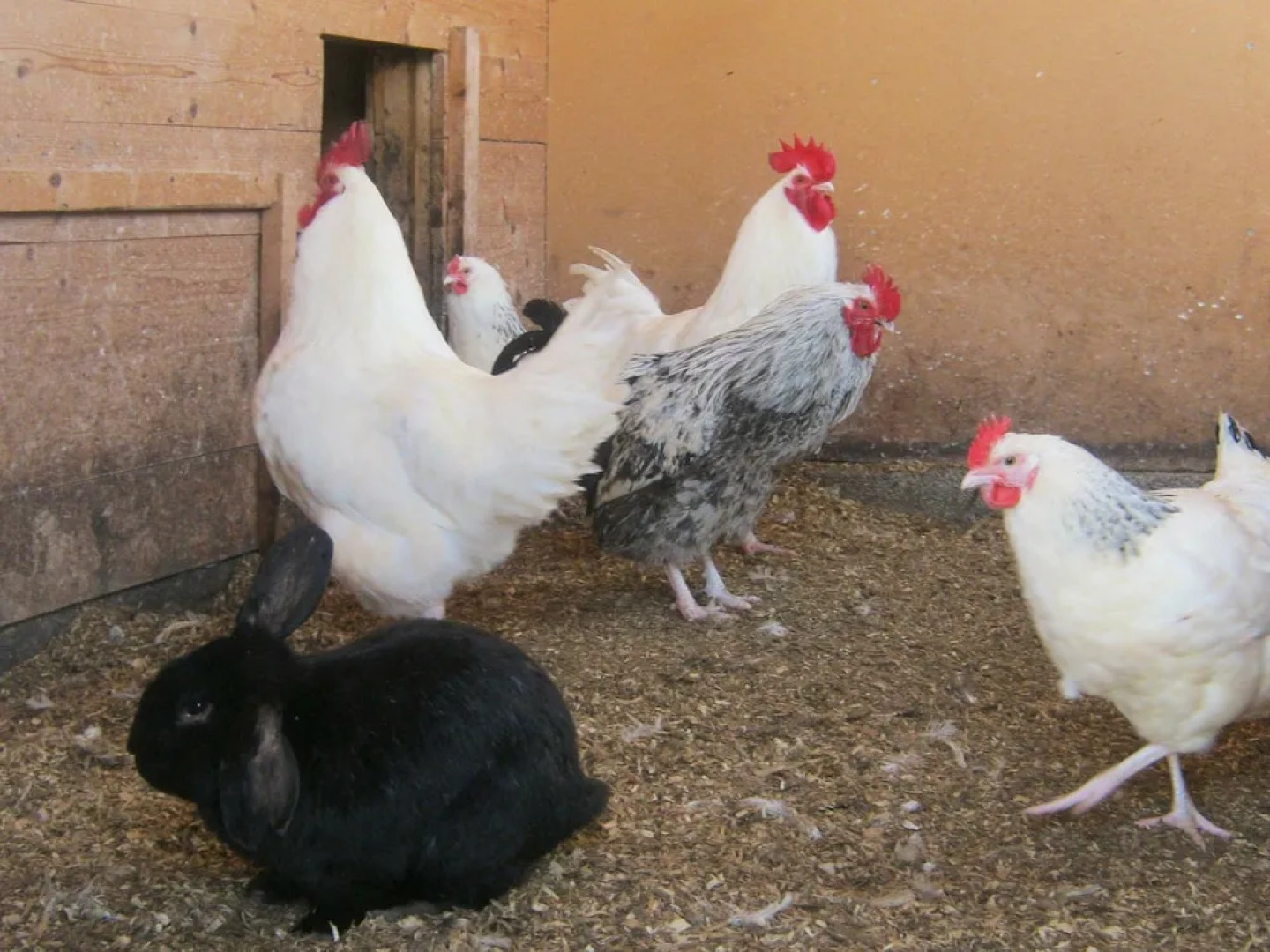 6 Person Holiday Home in Hamnvik