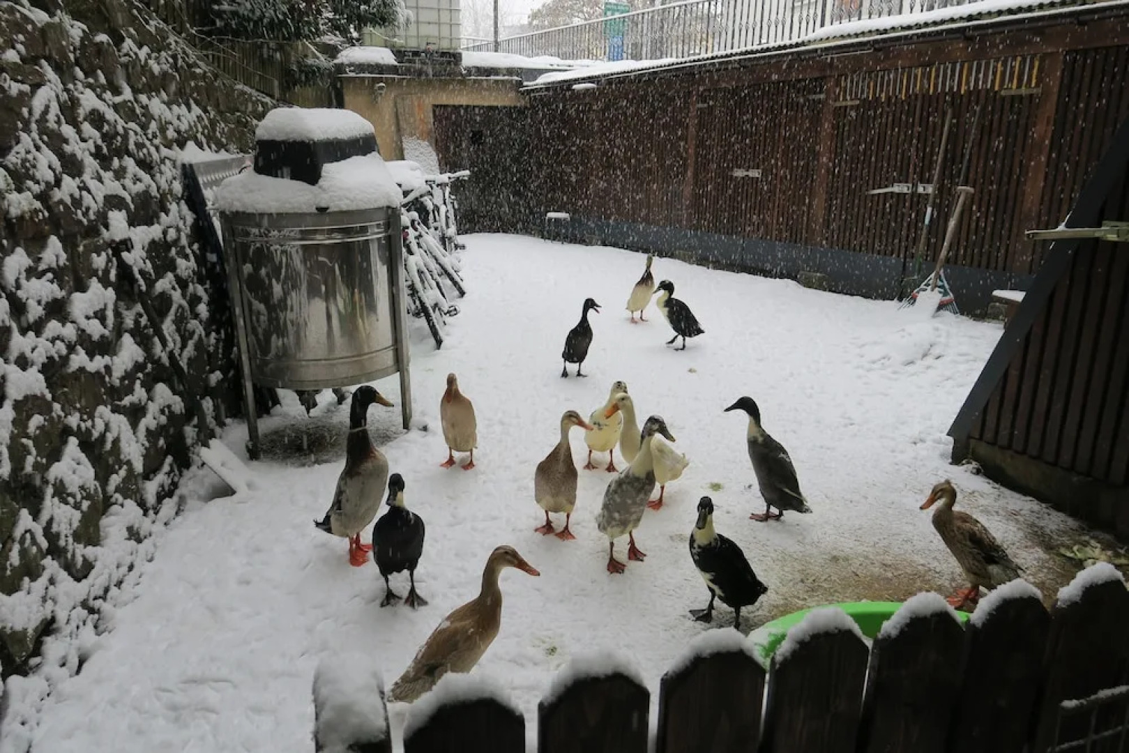 SnowBunnys BackPackers Hostel