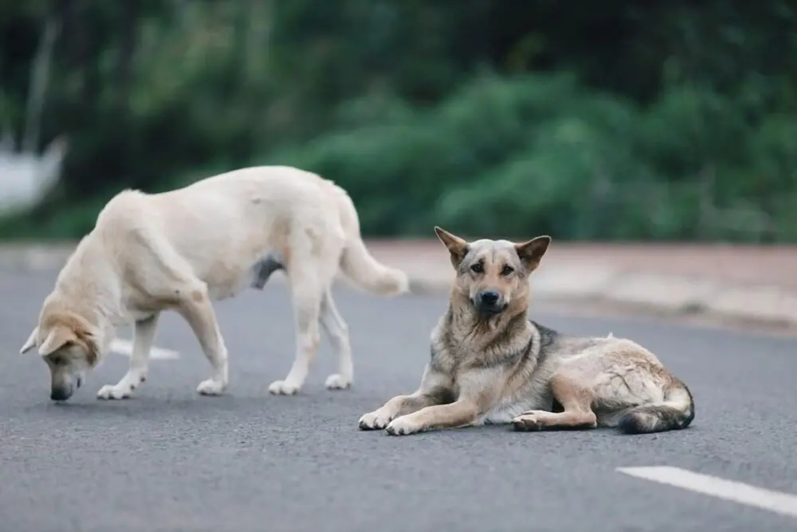 Sumvilla Homestay - Hostel