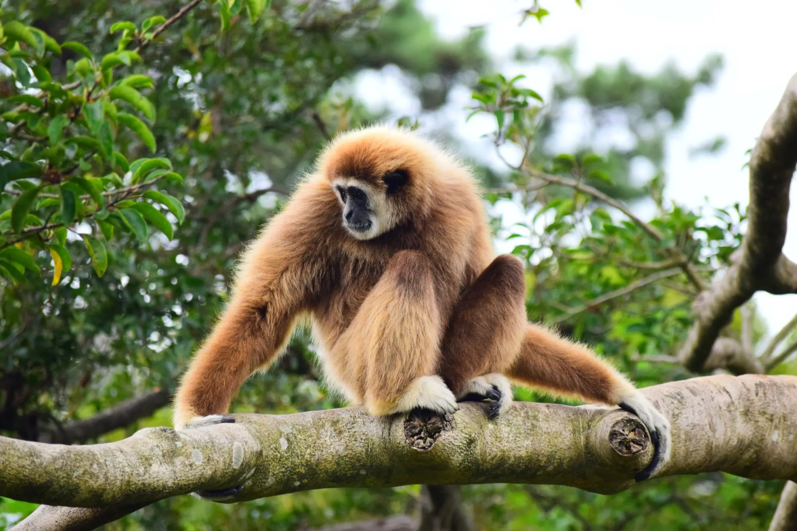 OYO Business Hotel Shinkawa Ube