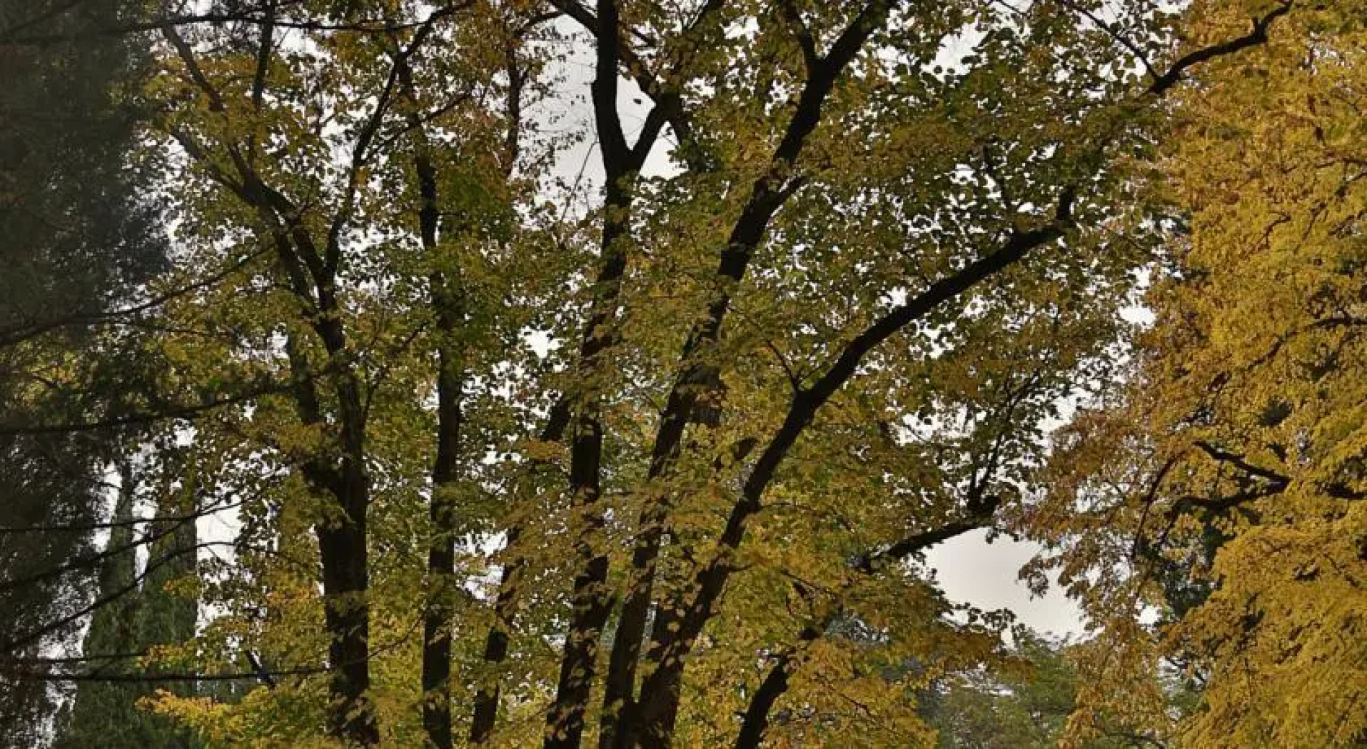 Tsinandali Museum Guest House