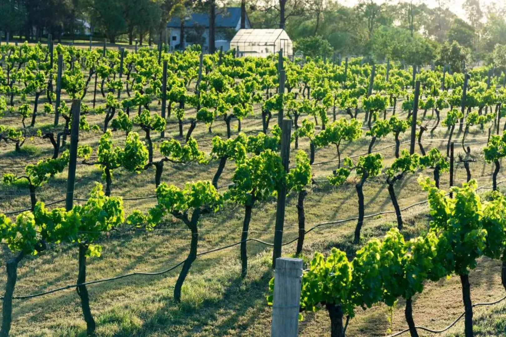 Thistle Hill Guest House