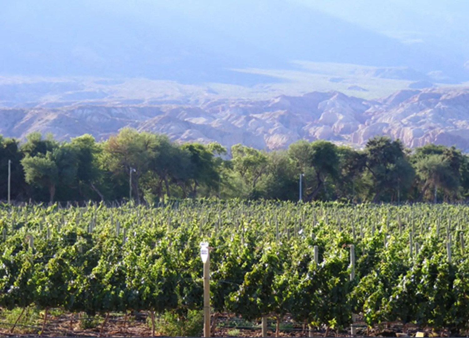 La Casa De La Bodega - Wine Boutique Hotel
