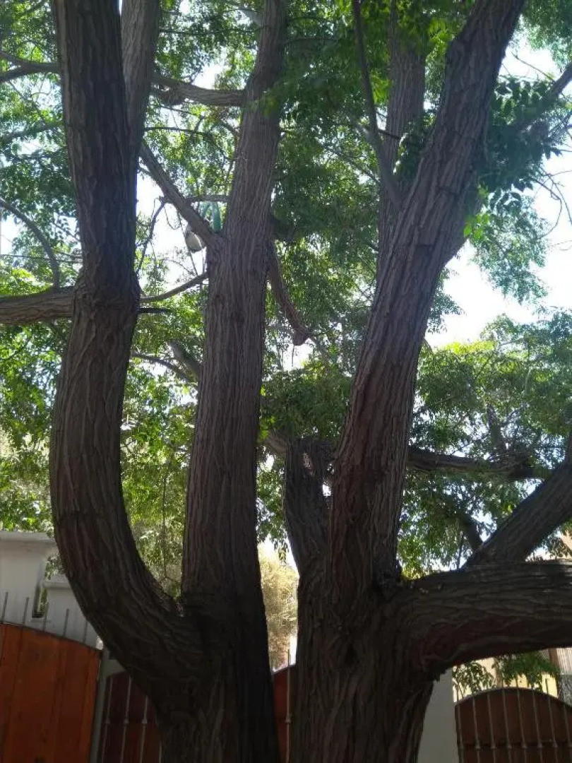 Guest House Oleandro IUN 2727