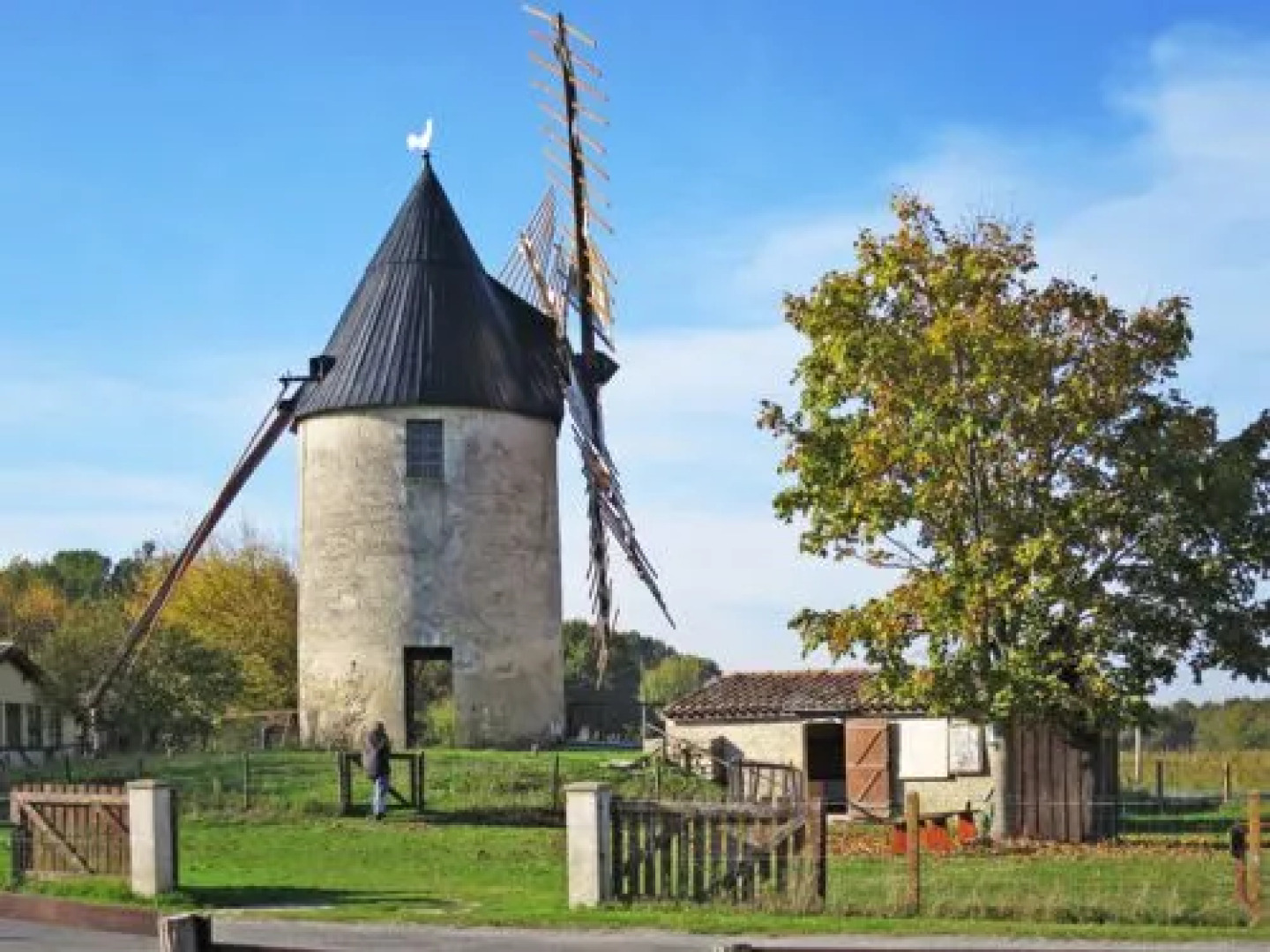 LES PINS DE LOCéAN (MVT195)