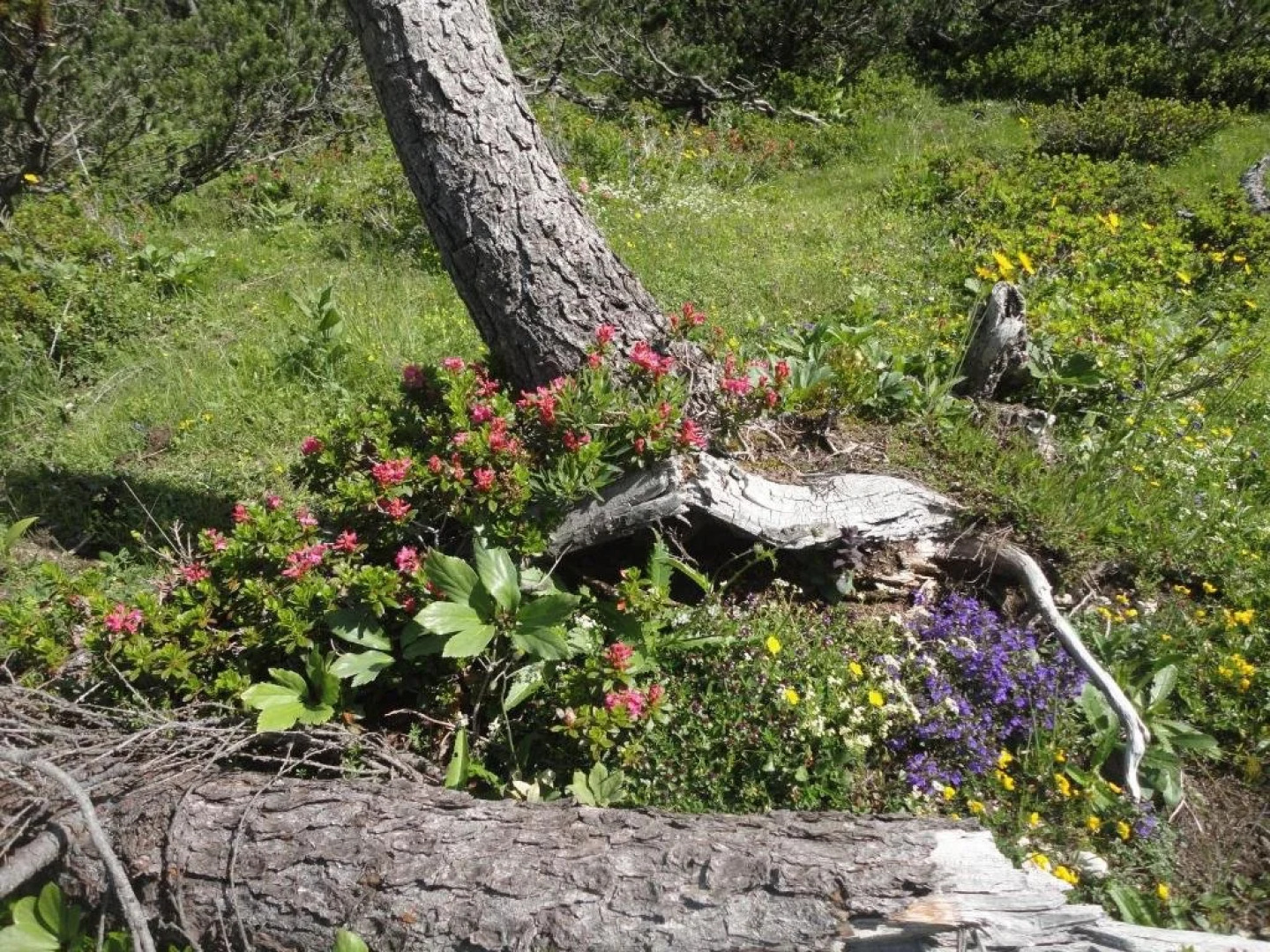 Ferienwohnung Hierzegger