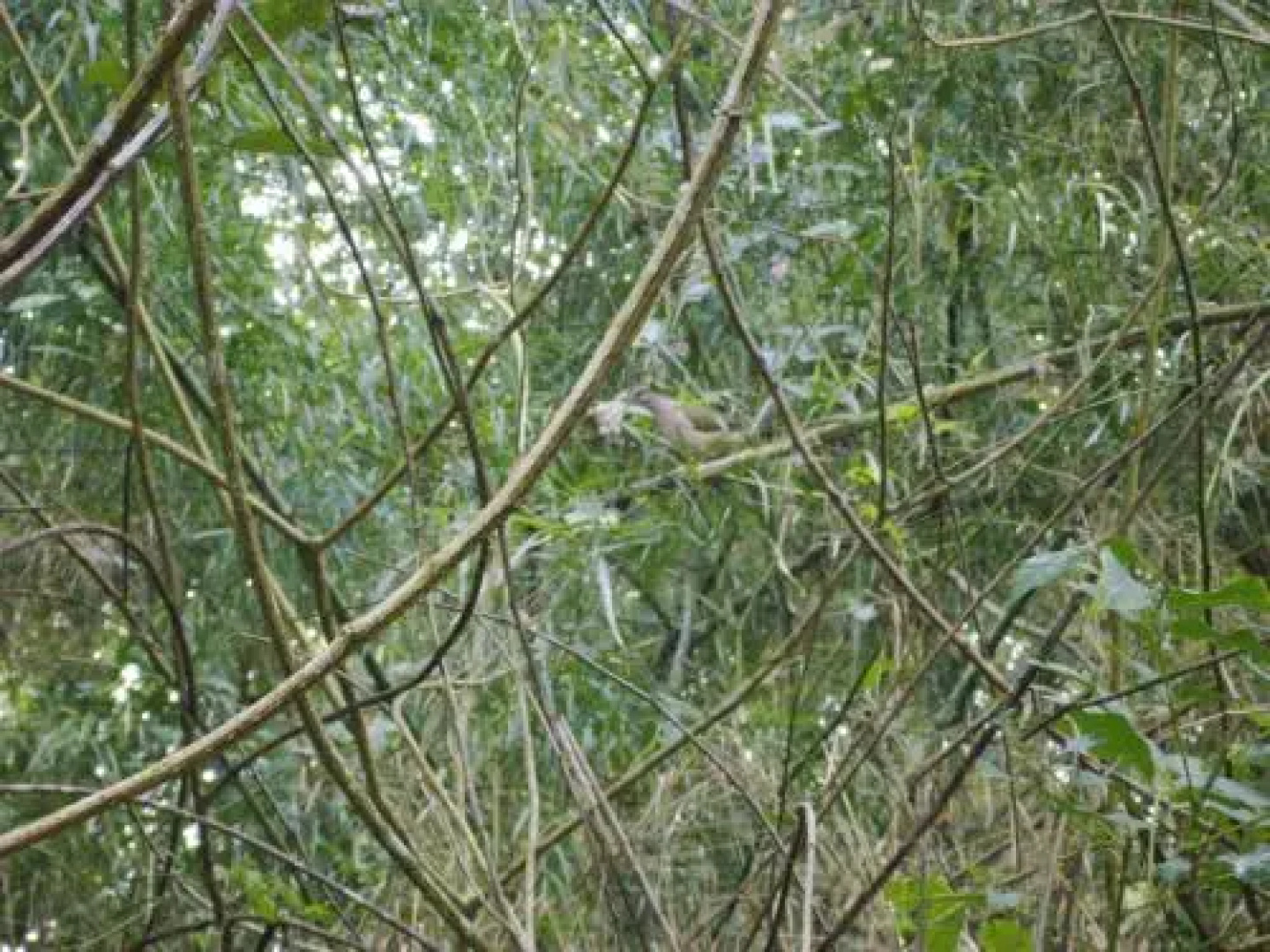 Inn the Bush Eco-Jungle Lodge
