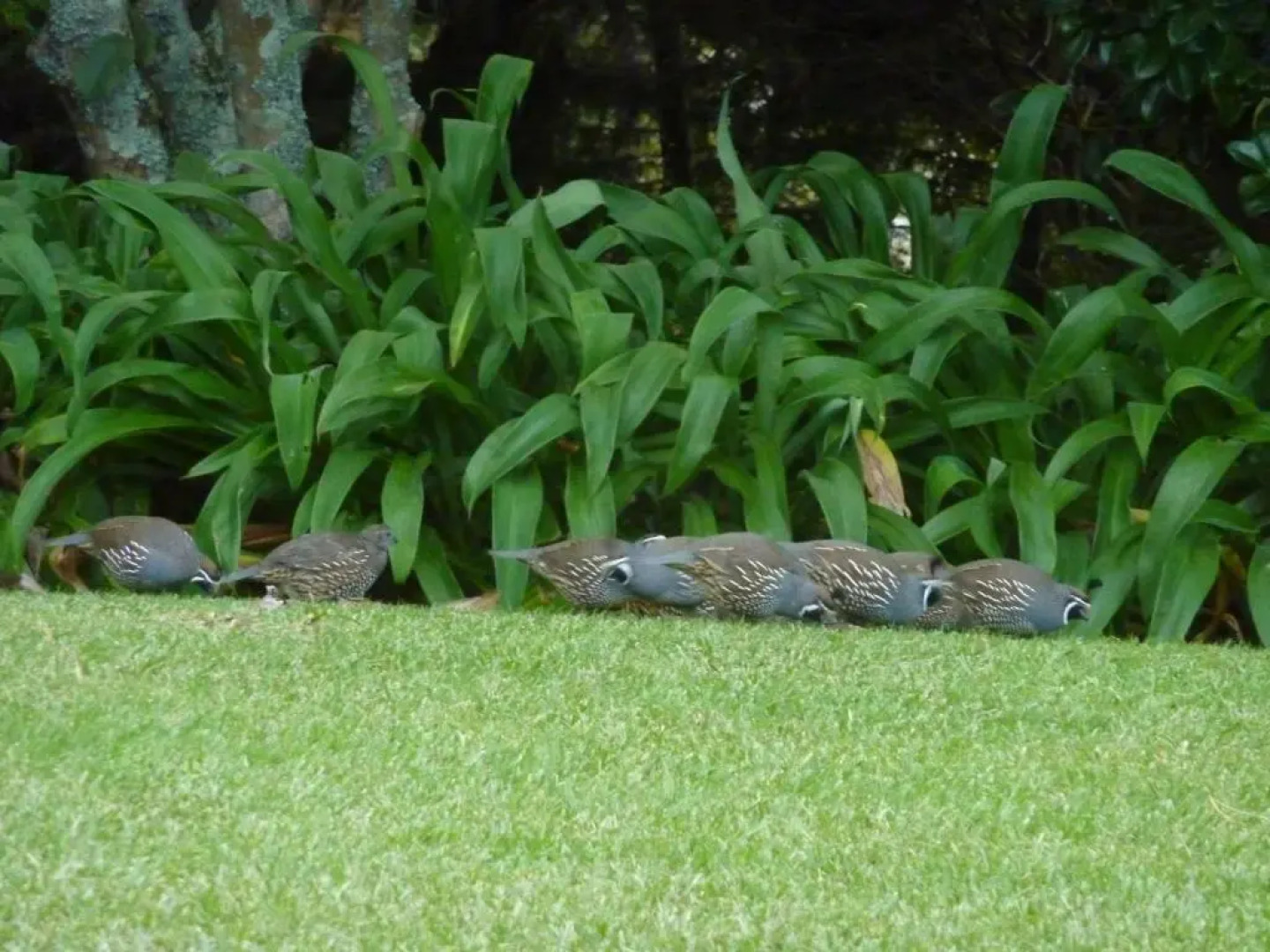 Thorold Country House
