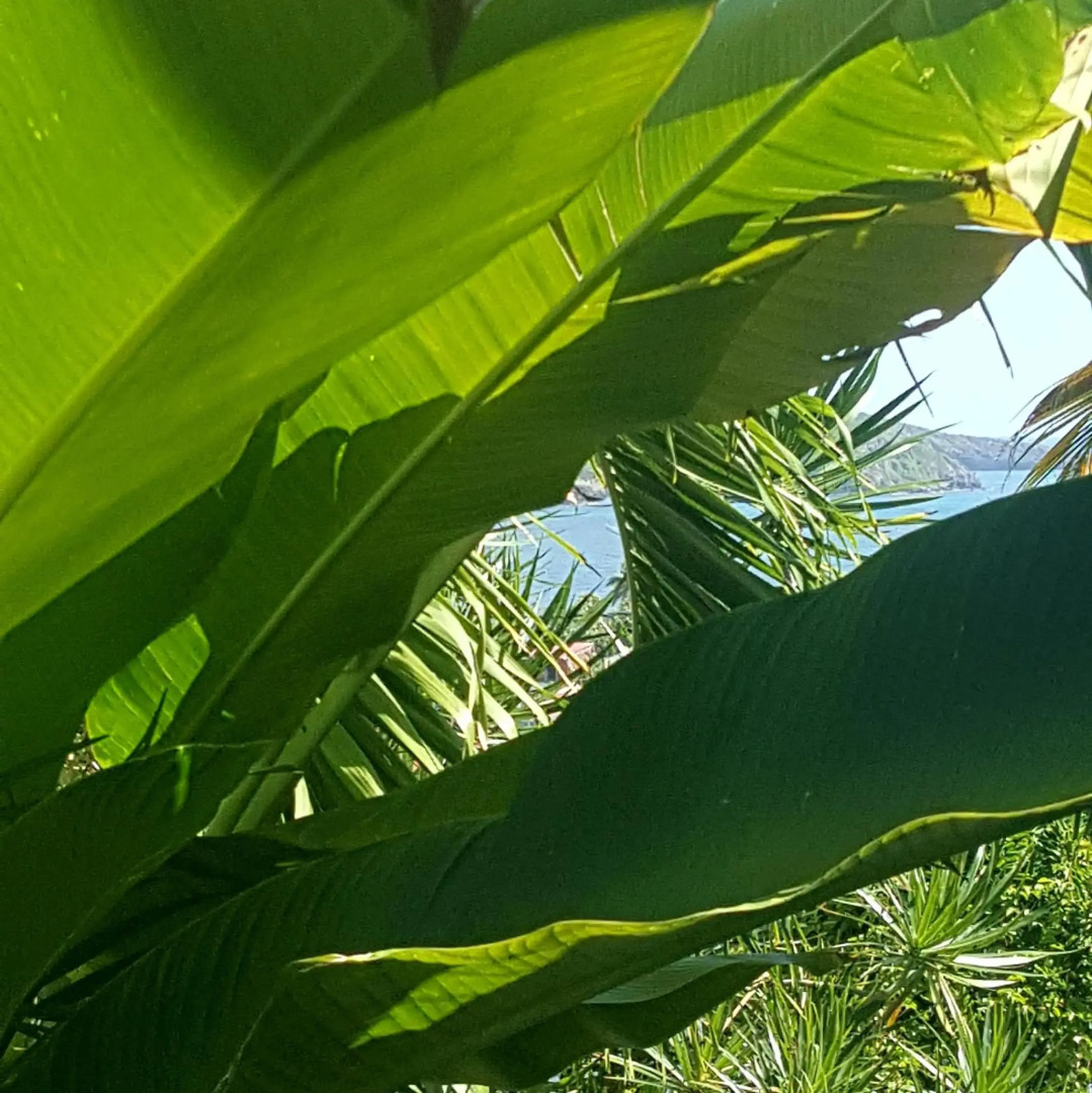 Studio Frangipani dans Villa Fleurs des Iles