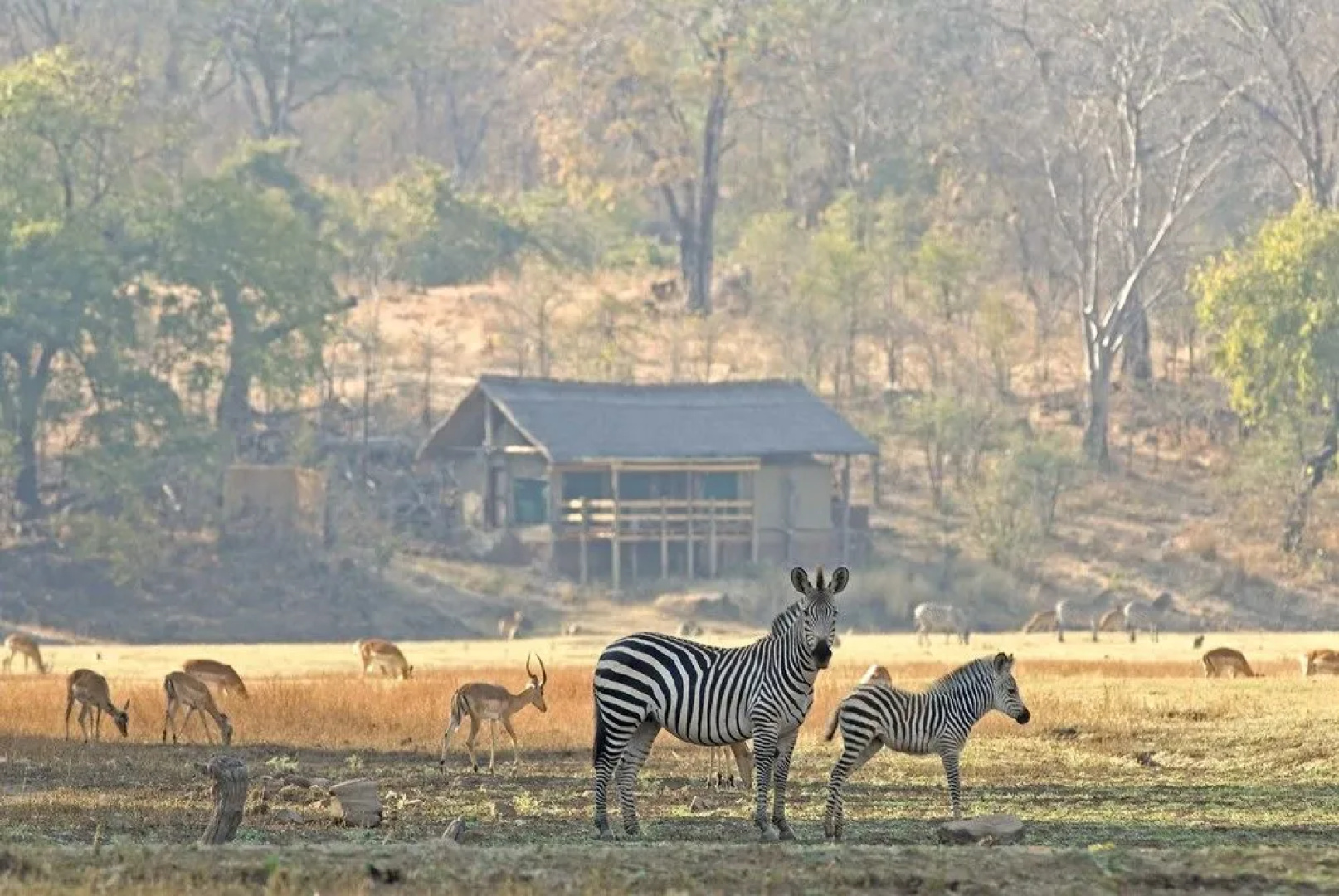 Puku Ridge Camp