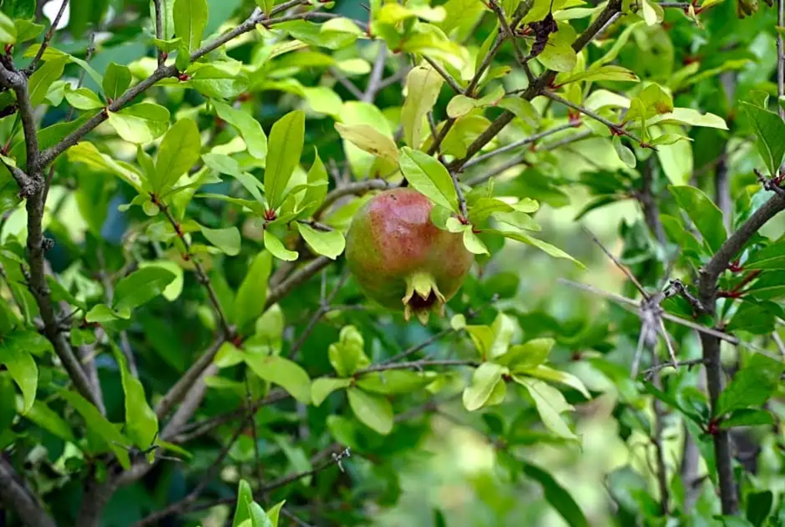 Bed & Breakfast StudioArcodia