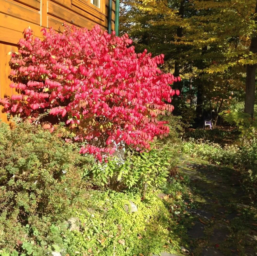 Gite Bijou dans la Forêt