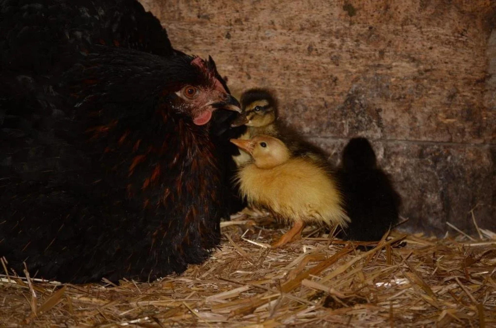 Huberhof im Almenland