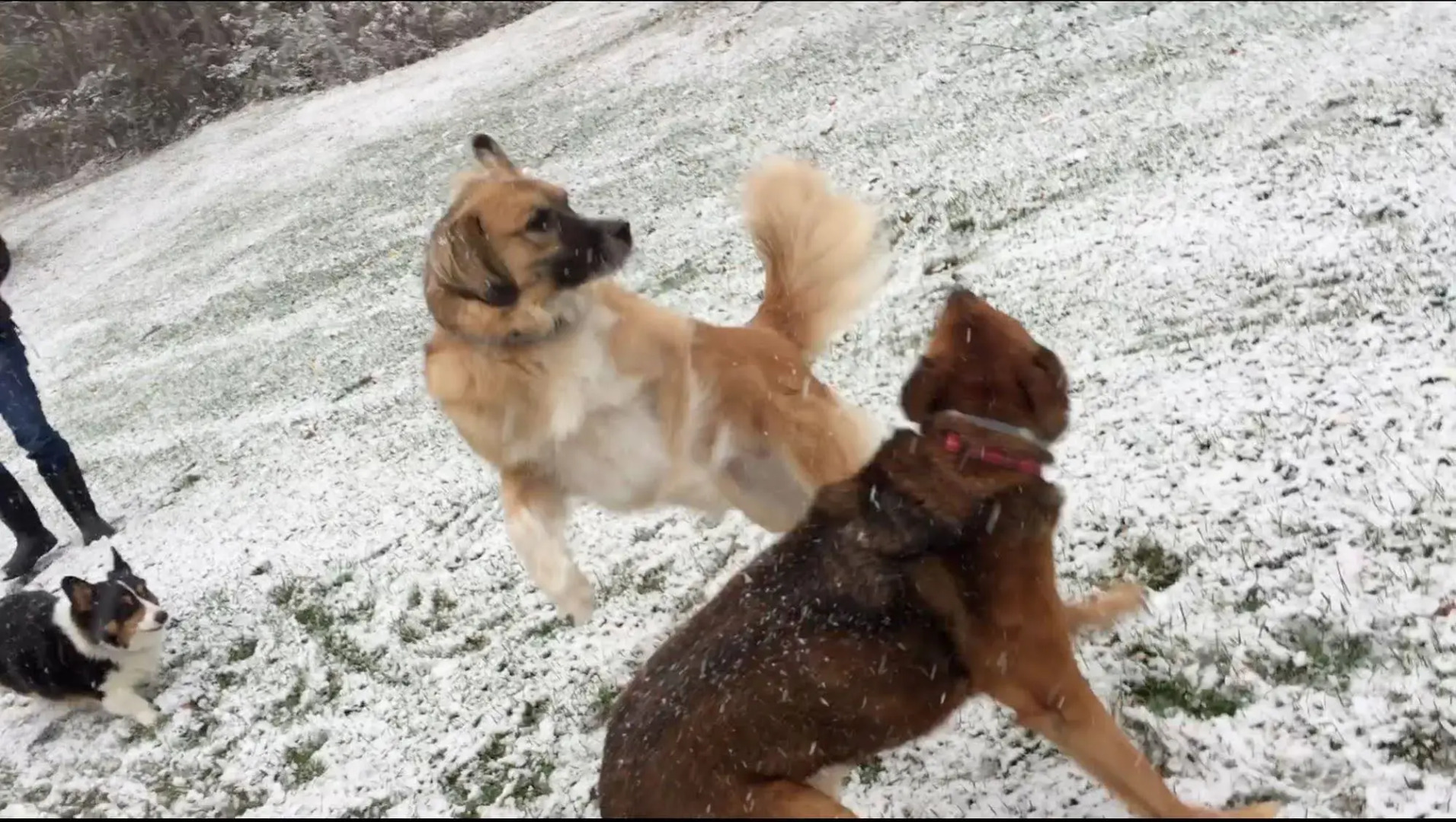 Colonel Williams Inn