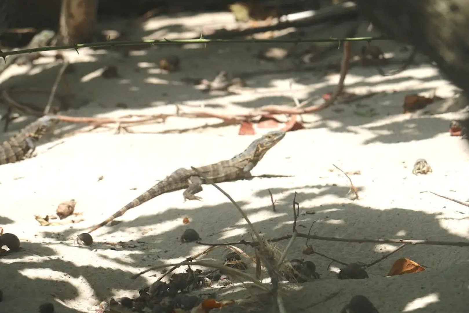 Pedasi Ocean Properties