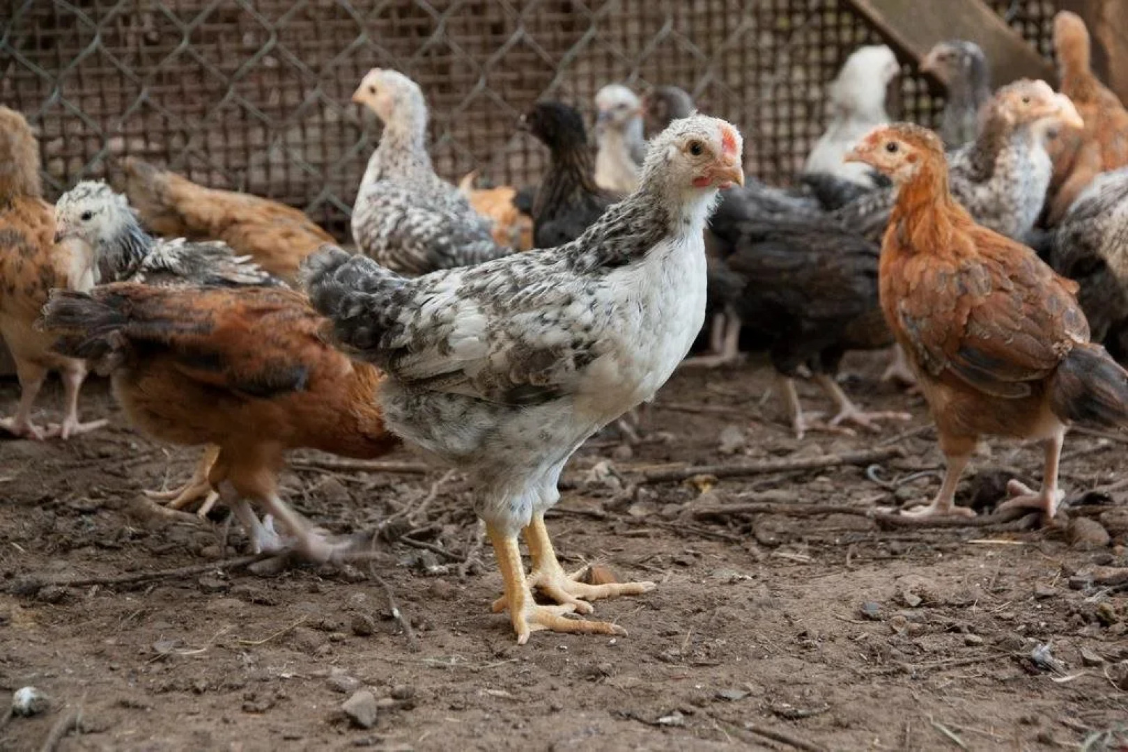 Cowichan Valley Hostel