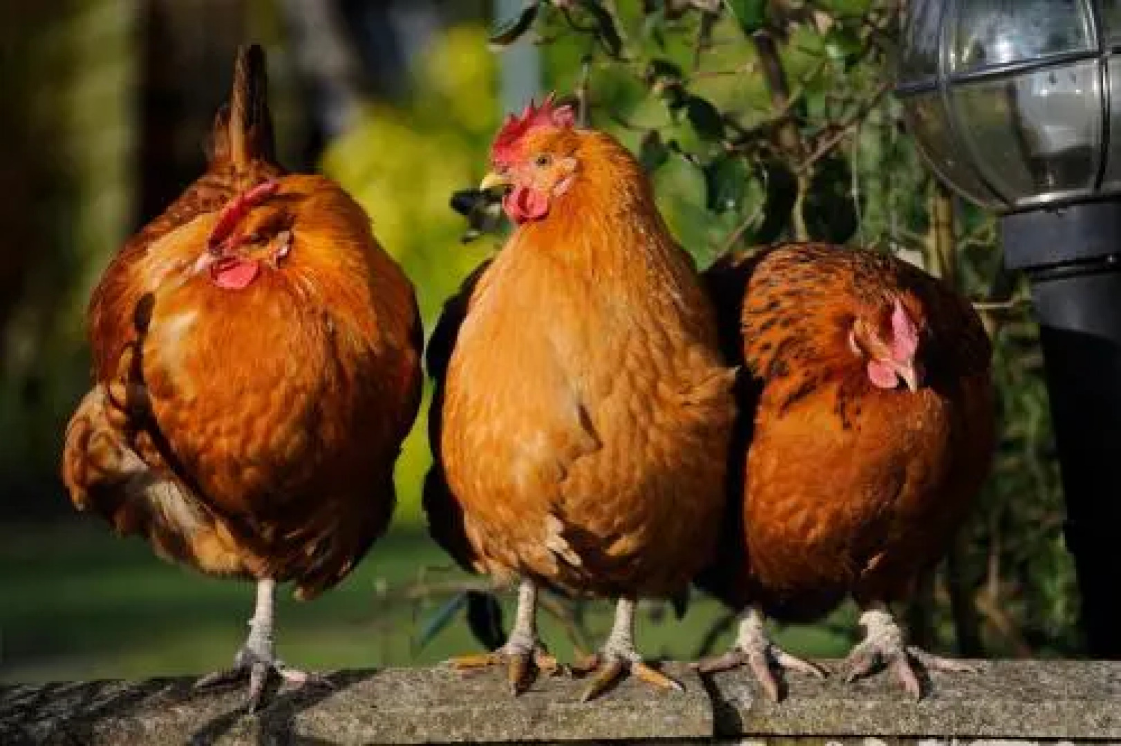 Harrowfields Bed & Breakfast