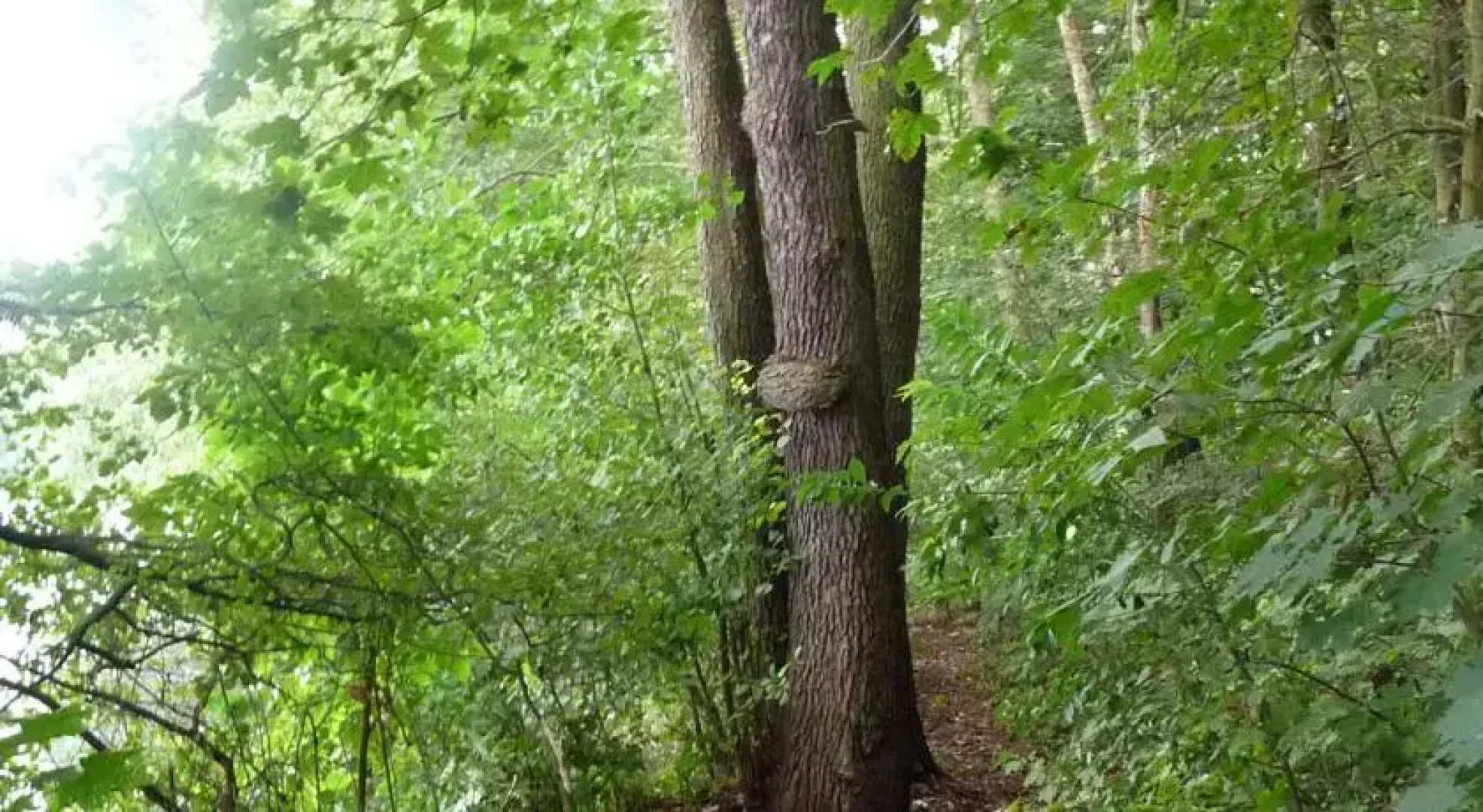 Gospodarstwo Agroturystyczne Leśniczówka