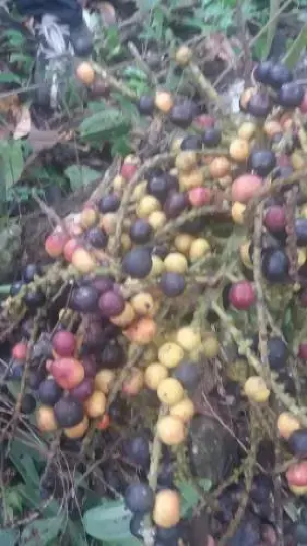 Vrindavan Sangeeth Farms