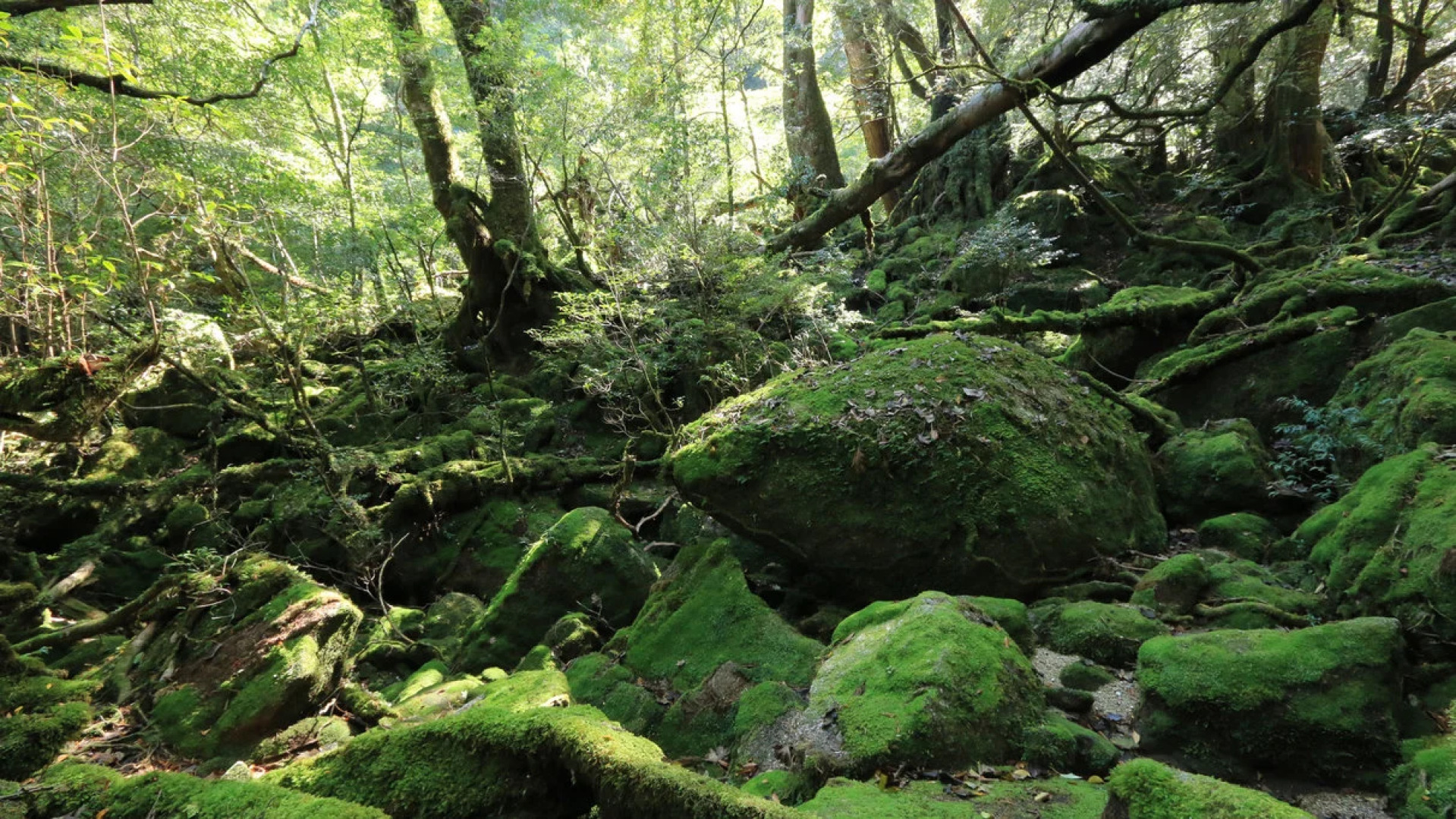 Minshuku Yakusugi-sou