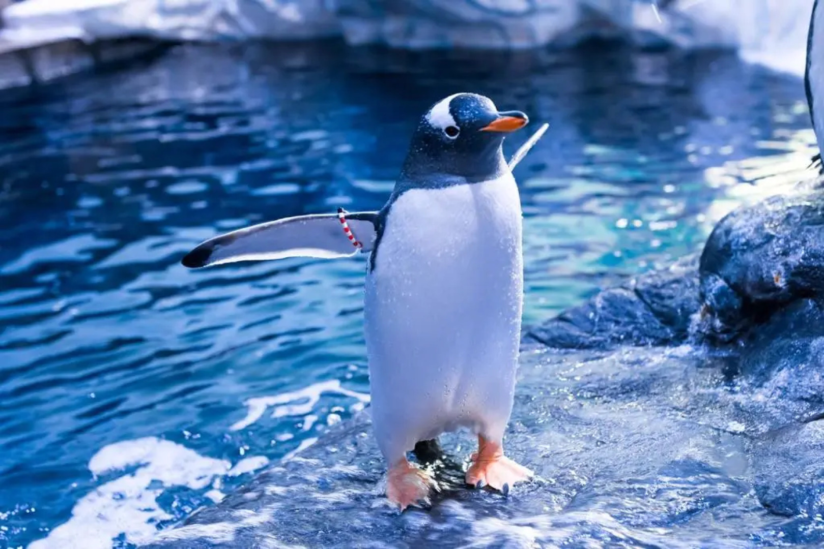 The Whittington & Cat