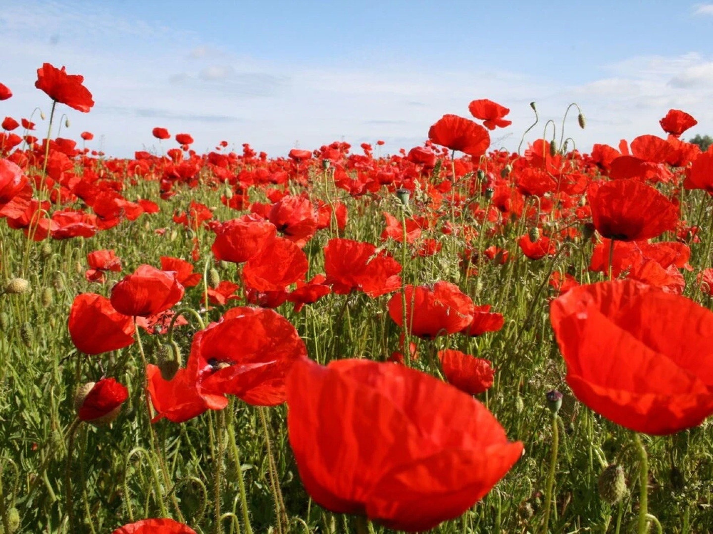 Rustic Apartment in Biendorf With Sauna