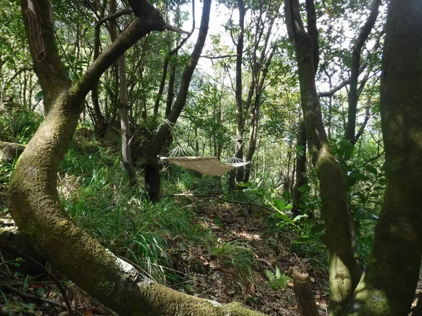 Nature inn Madeira - Glamping