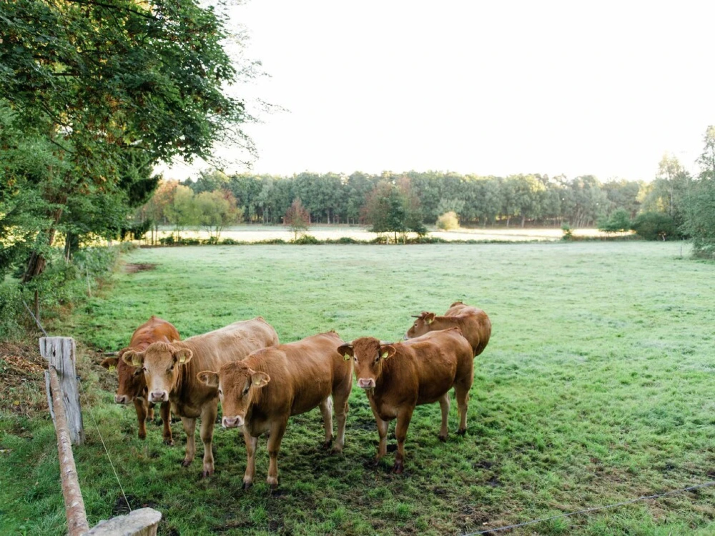 Spacious Holiday Home near River in Beckedorf