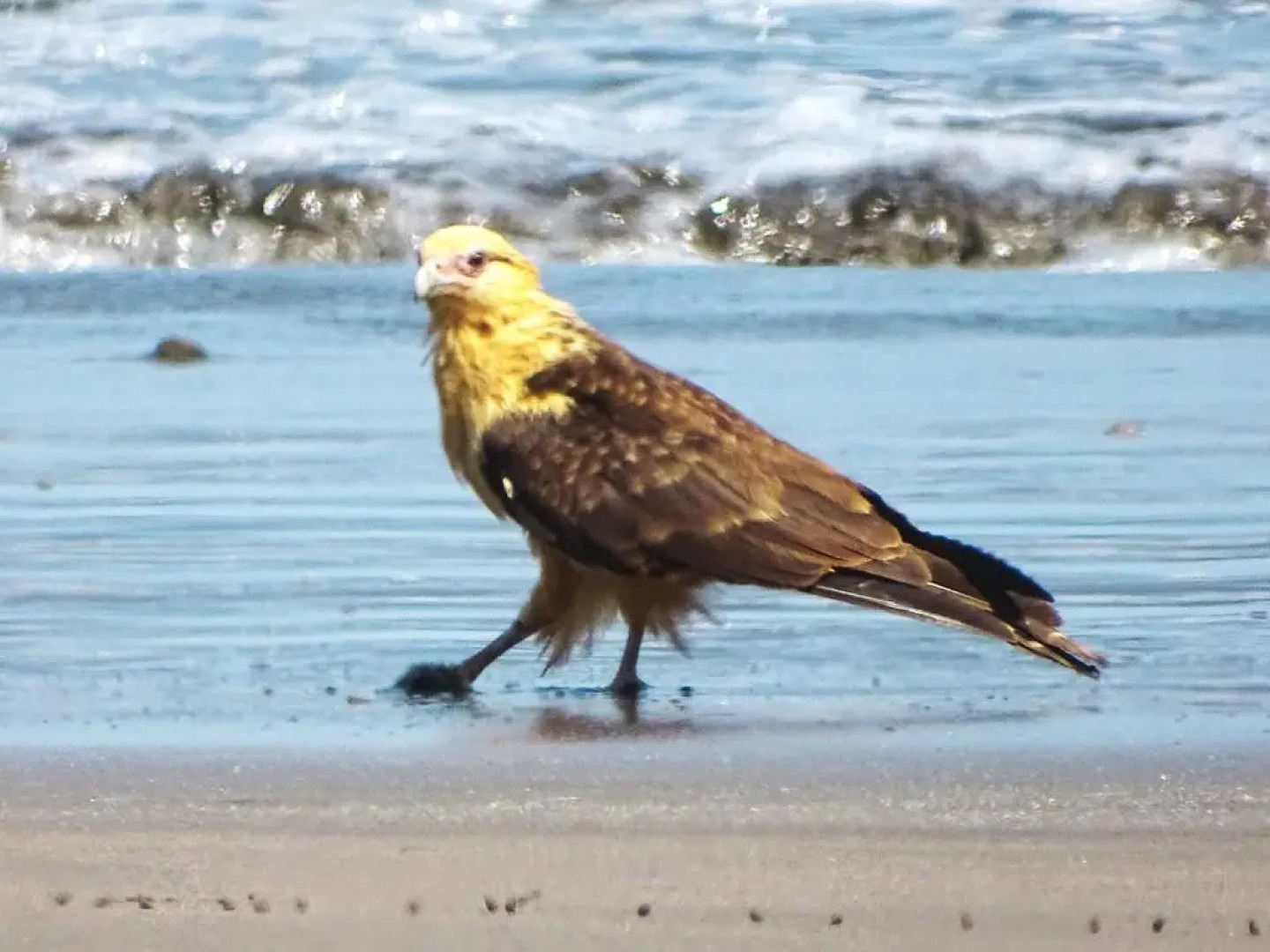 Punta Duarte Garden Inn