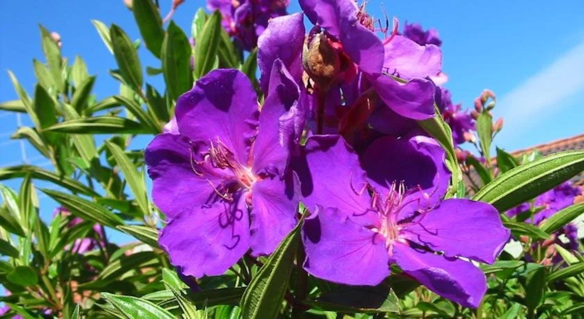 Rural Executive Holiday House @ Lavender Grove Farm