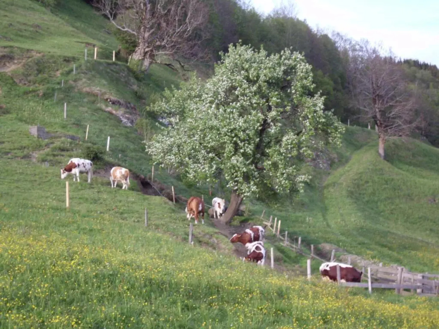 Mosenbauer Ferienwohnung Salzburg