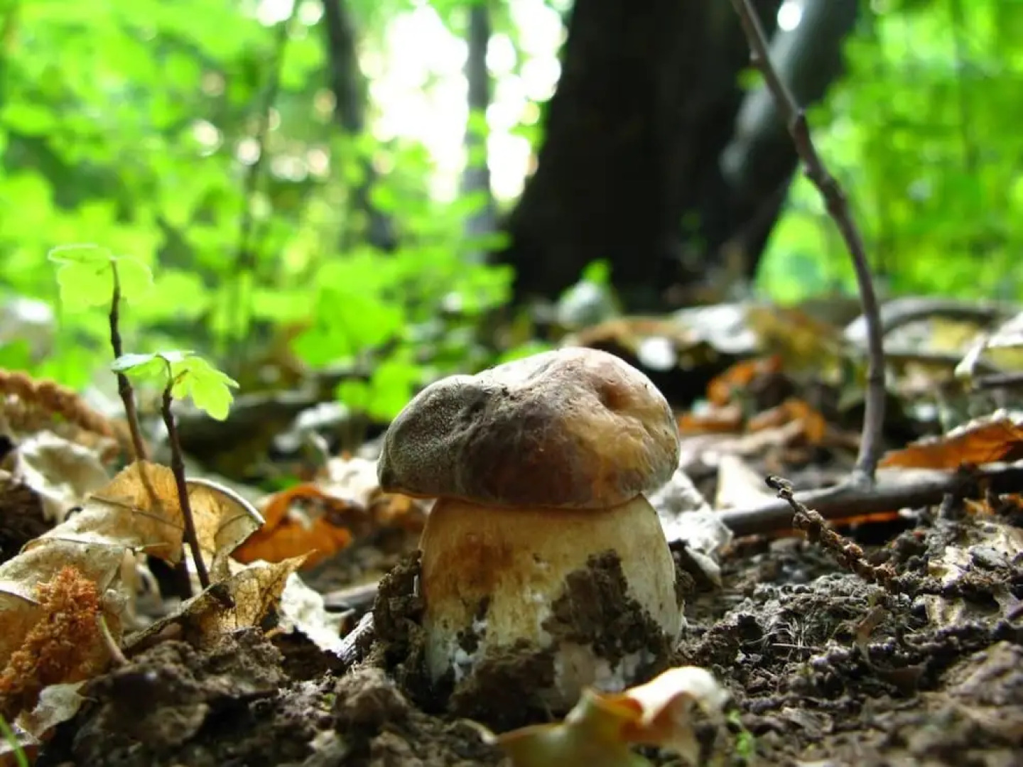 Alpine Smart Residence