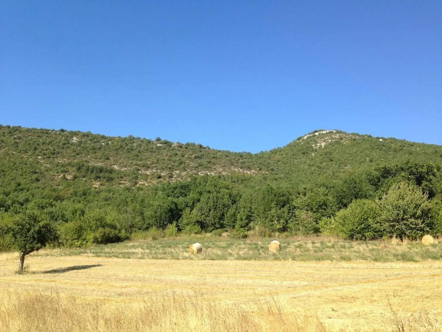 Alle Vecchie Querce - La Lavanda