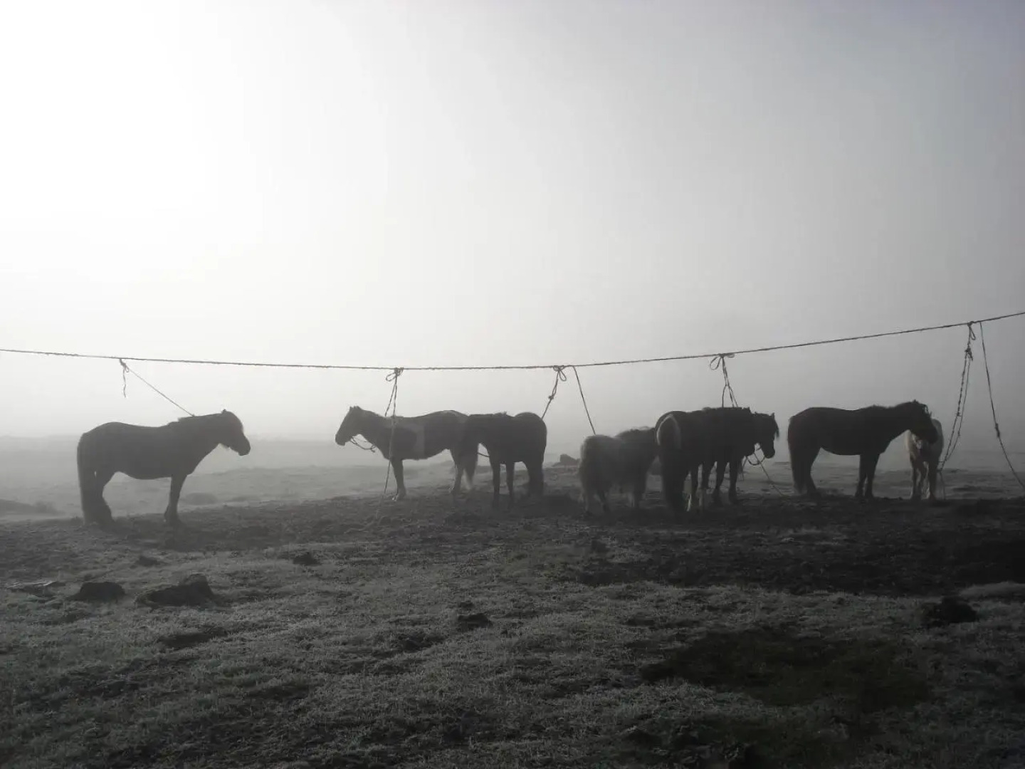 Golden Gobi Guesthouse & Tour