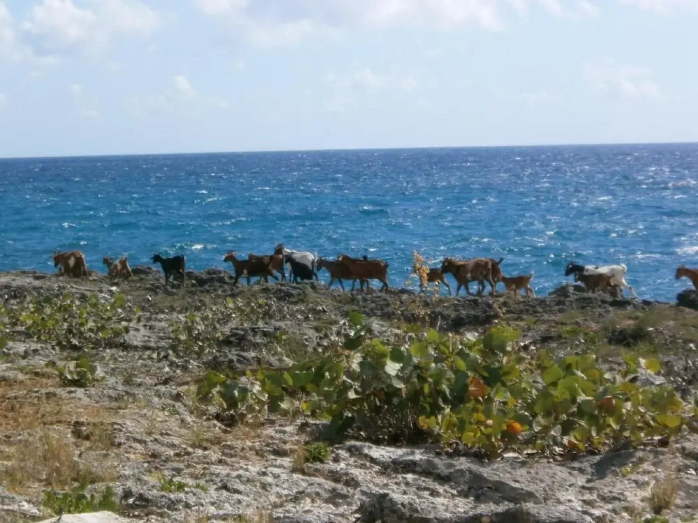 Guesthouse Villa la Isla