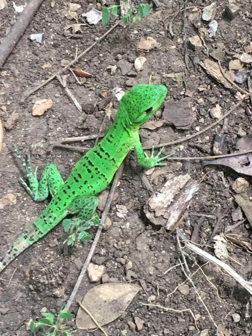 Libelula Lounge & Lodgings