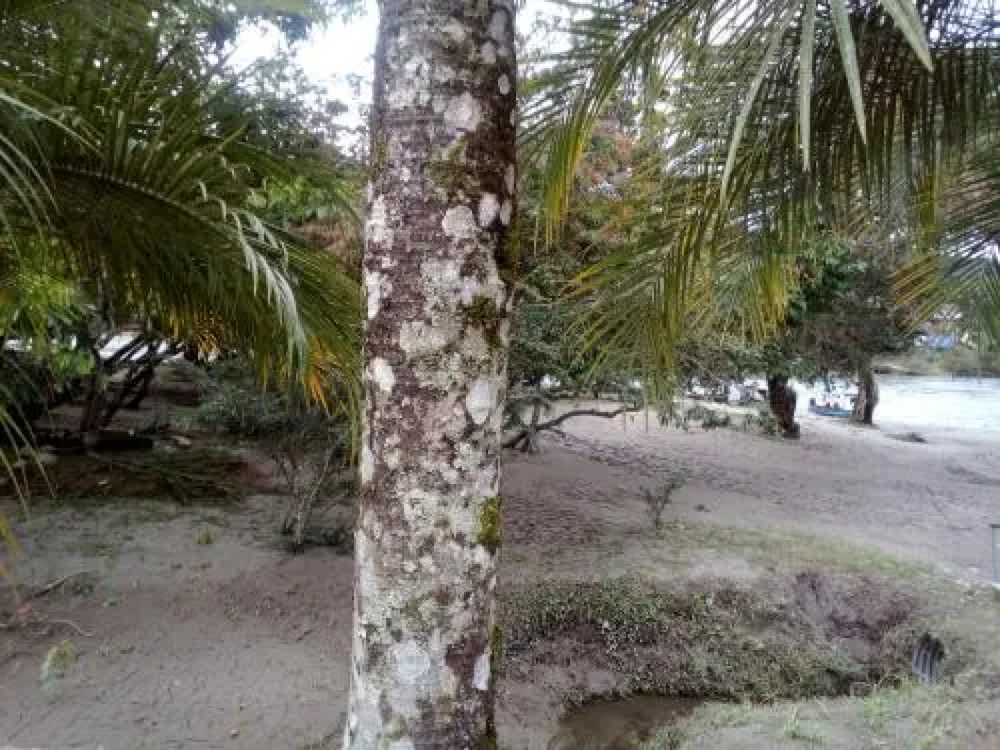 Misahualli Adventure Hostel