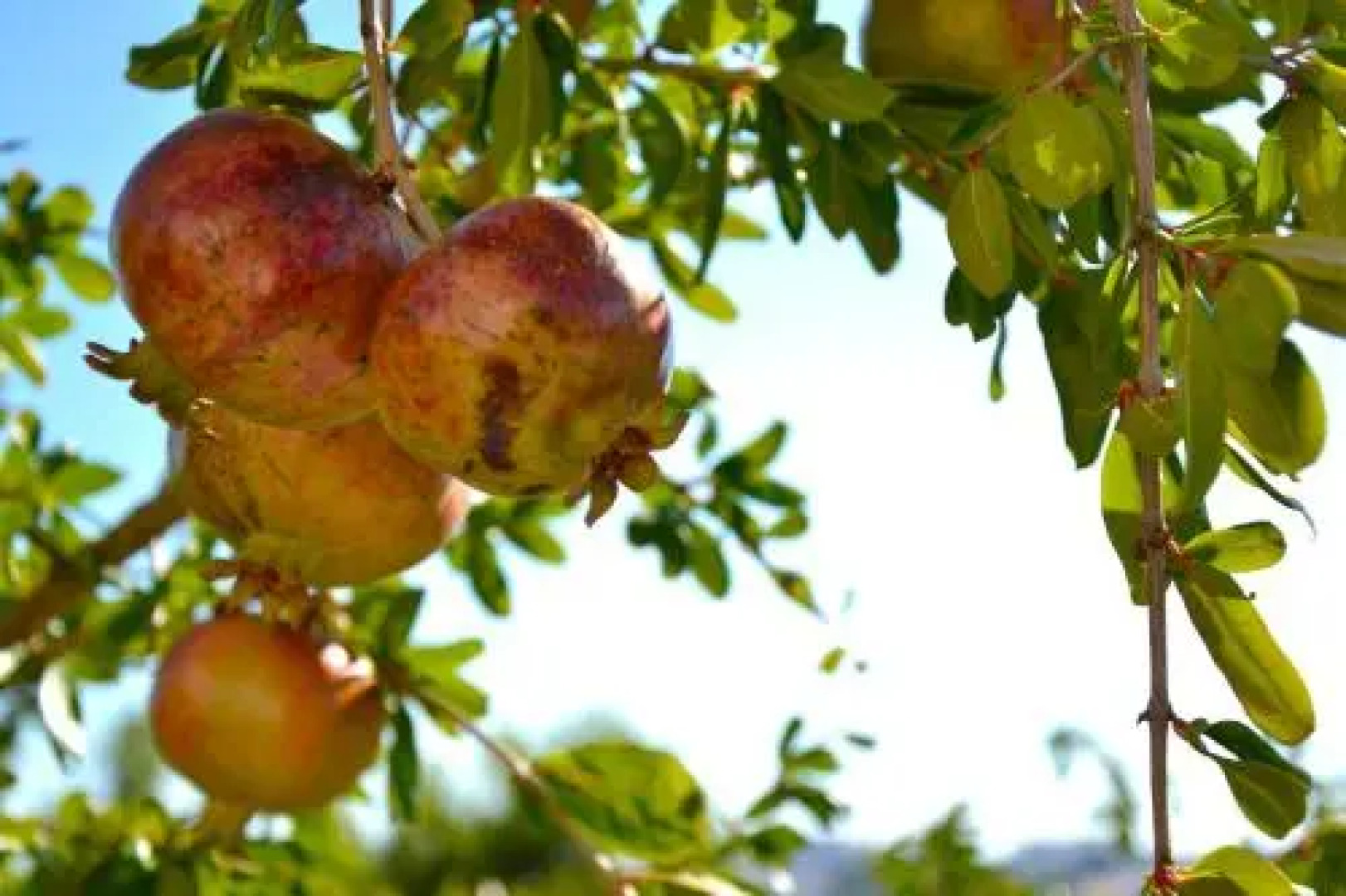B&B Il Giardino Stellato