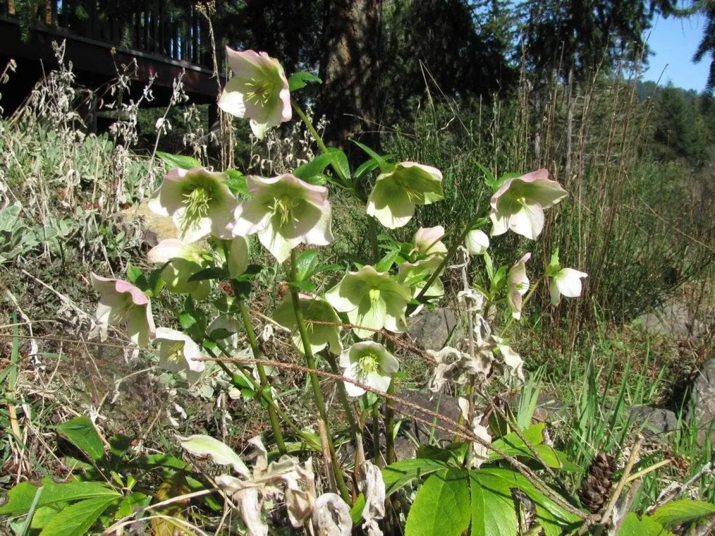 Wisteria Honeymoon Cottage - Suite of Angels