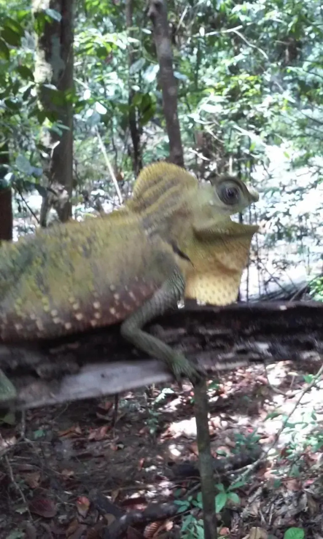 Deniyaya Guest House